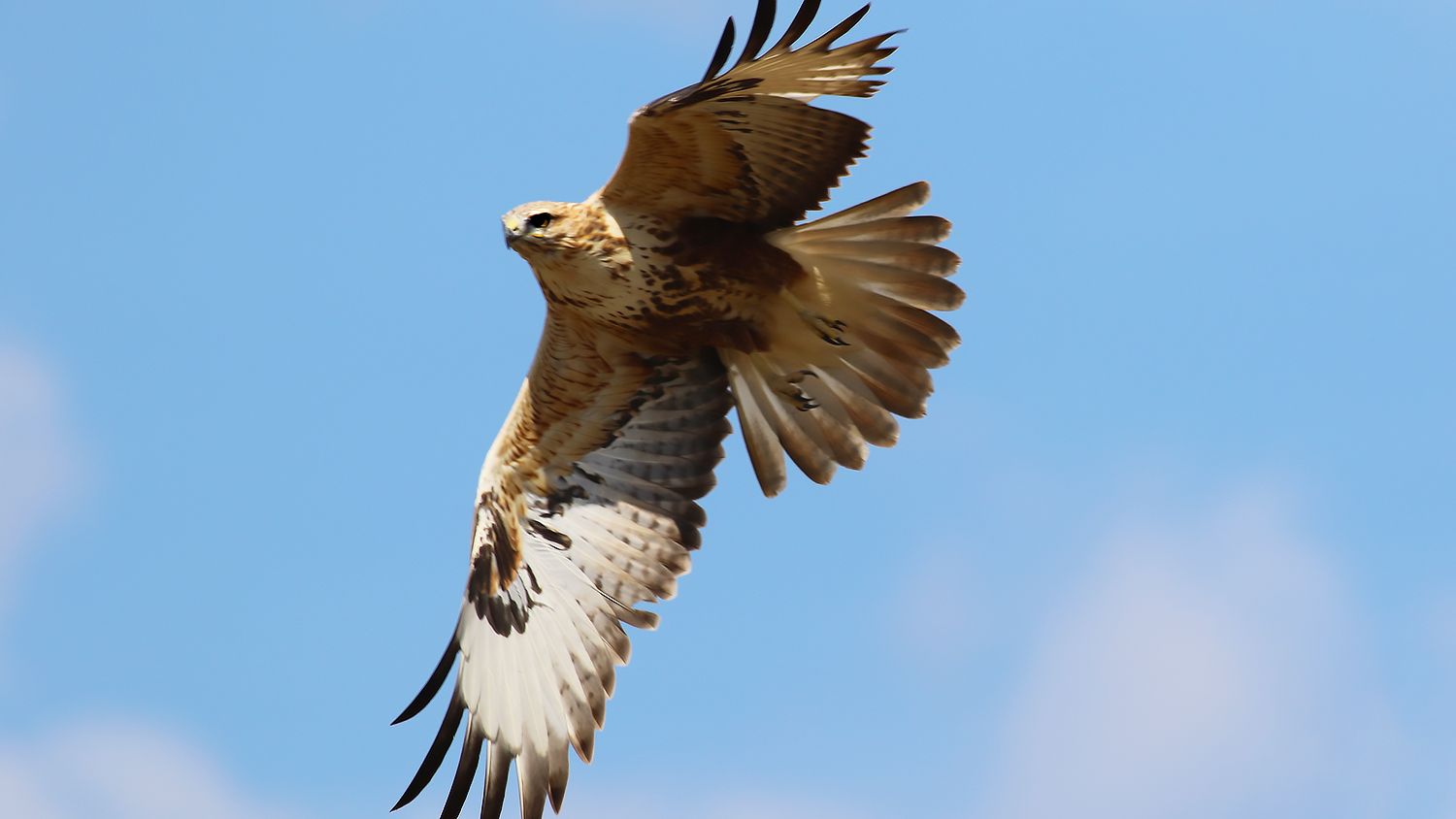Long-legged Buzzard